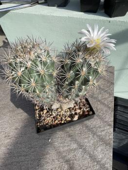 Echinomastus warnockii